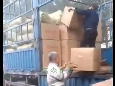 20000棵觀賞牡丹芍藥花苗發貨現場