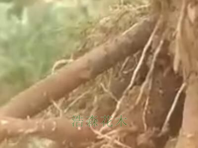 25000棵紅繡球起苗發貨