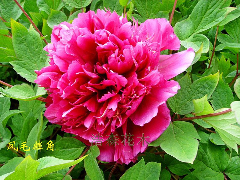牡丹 牡丹