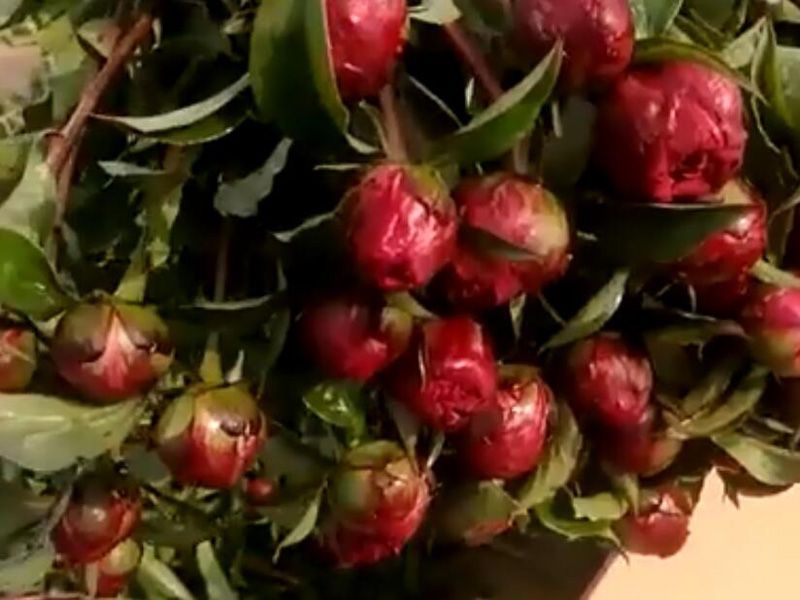 切花芍藥發貨中