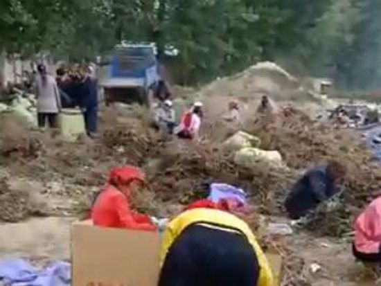 30000棵牡丹發往上海工地