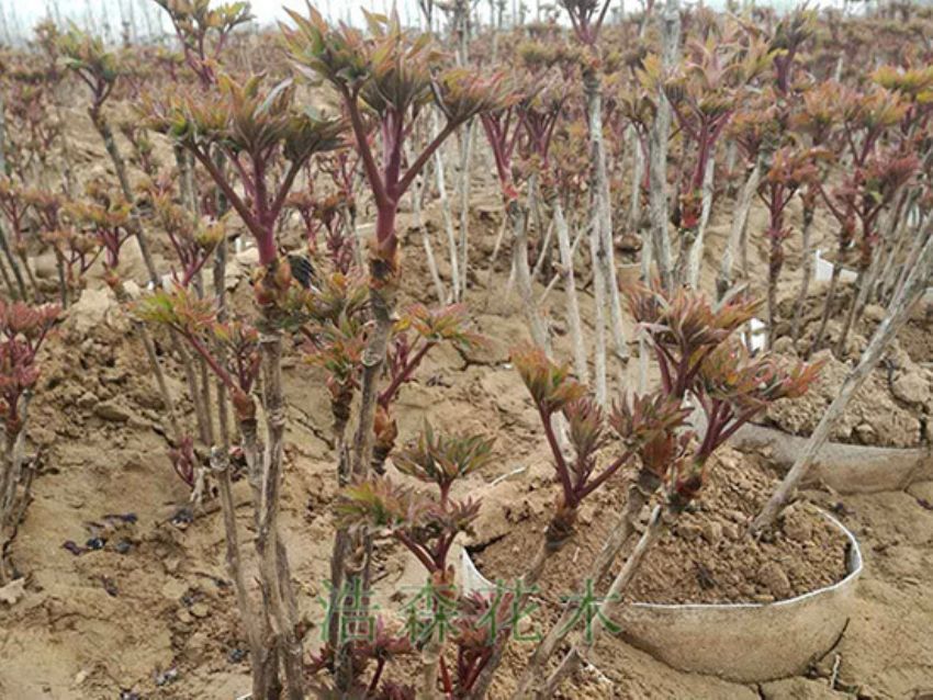 適合春天移栽帶營養缽牡丹苗