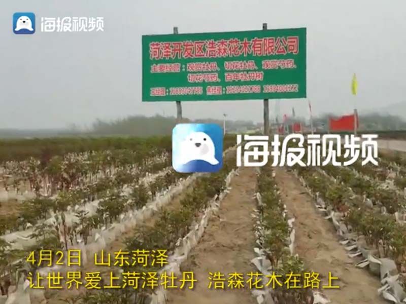 市牡丹產(chǎn)業(yè)中心、市宣傳部的領(lǐng)導及各大媒體來公司基地考察指導工作