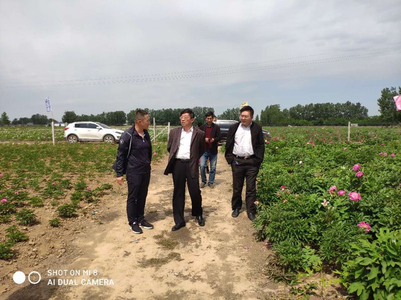 牡丹區林業局侯局長視察千畝牡丹基地