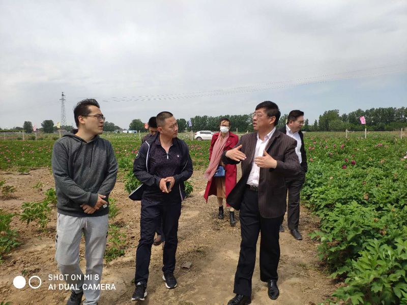 牡丹區林業局侯局長視察千畝牡丹基地